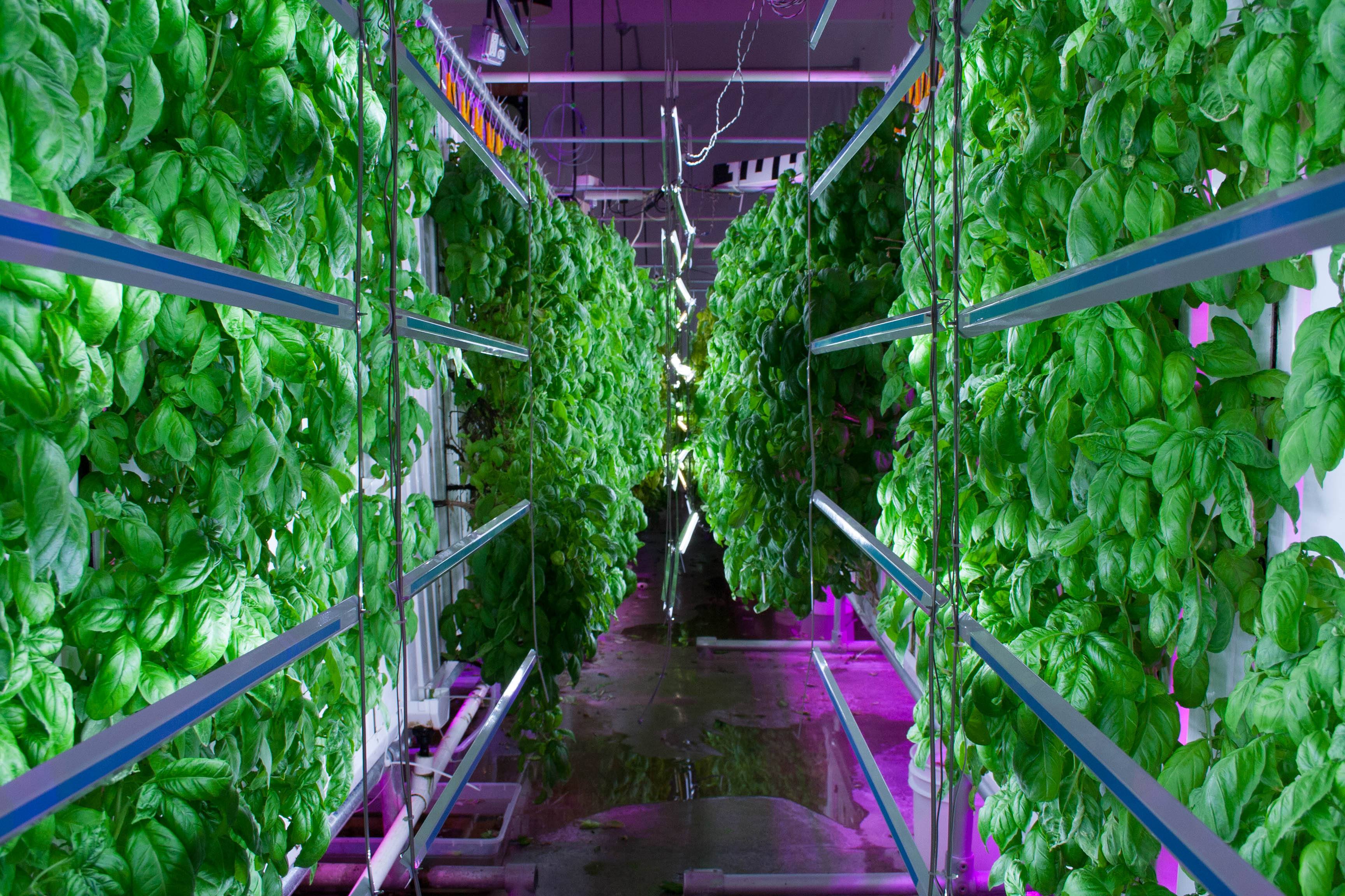 vertical agriculture